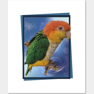 White-bellied Parrot Posters and Art